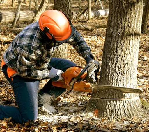 Tree Removal in Windham, CT